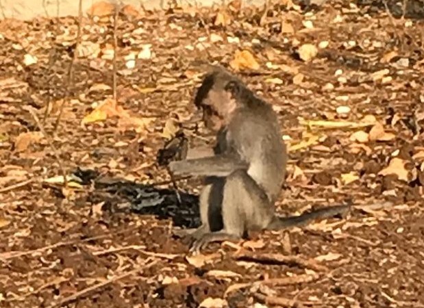 Ubud monkeys